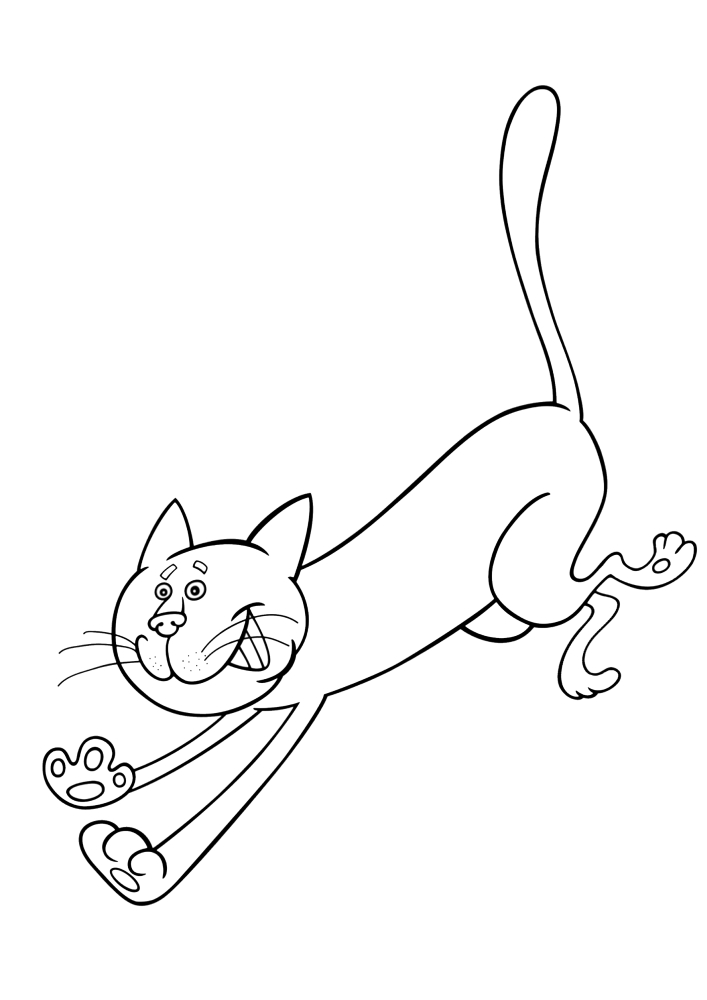 Cat in the jump